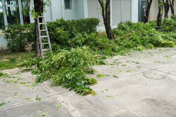 Best Lawn Renovation and Restoration  in Bristol, FL